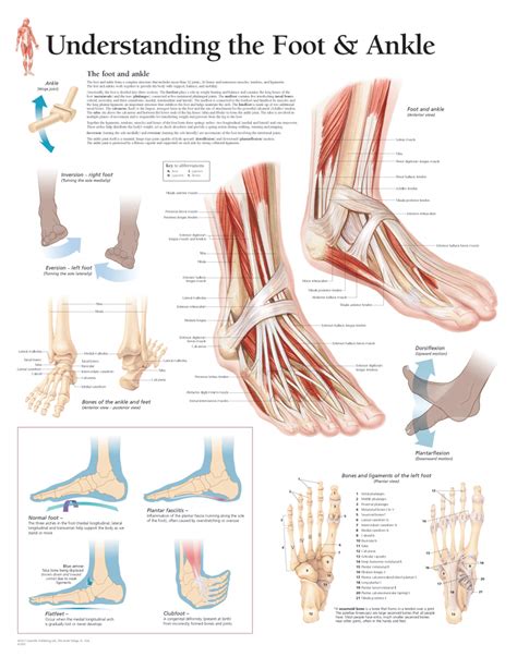 Foot and Ankle